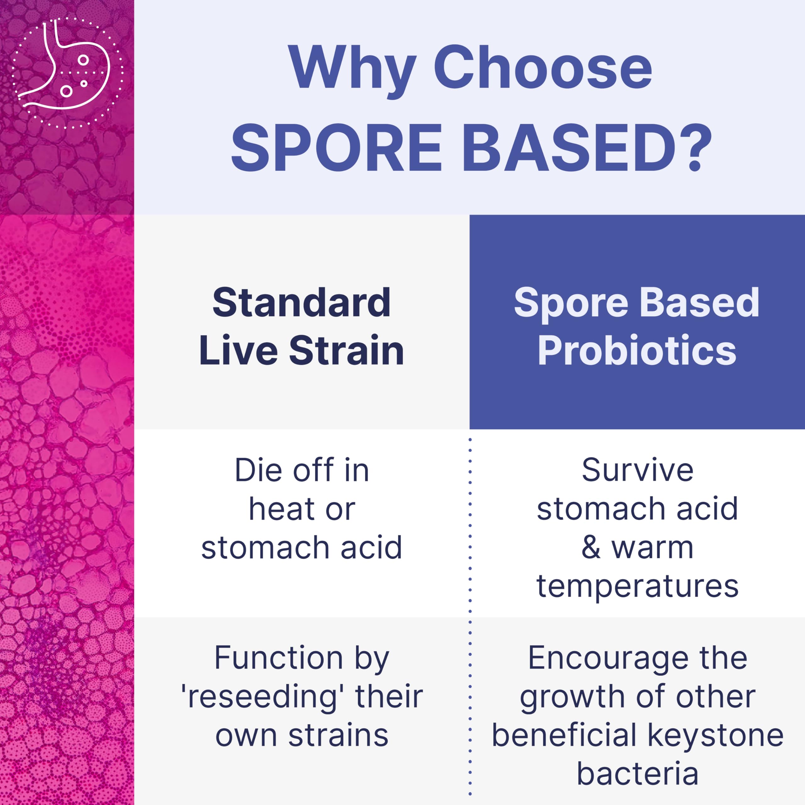 Spore-based probiotic lifecycle infographic