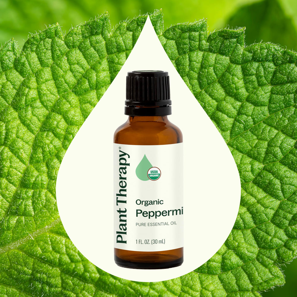 Mentha piperita leaves steam distillation process