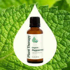 Mentha piperita leaves steam distillation process