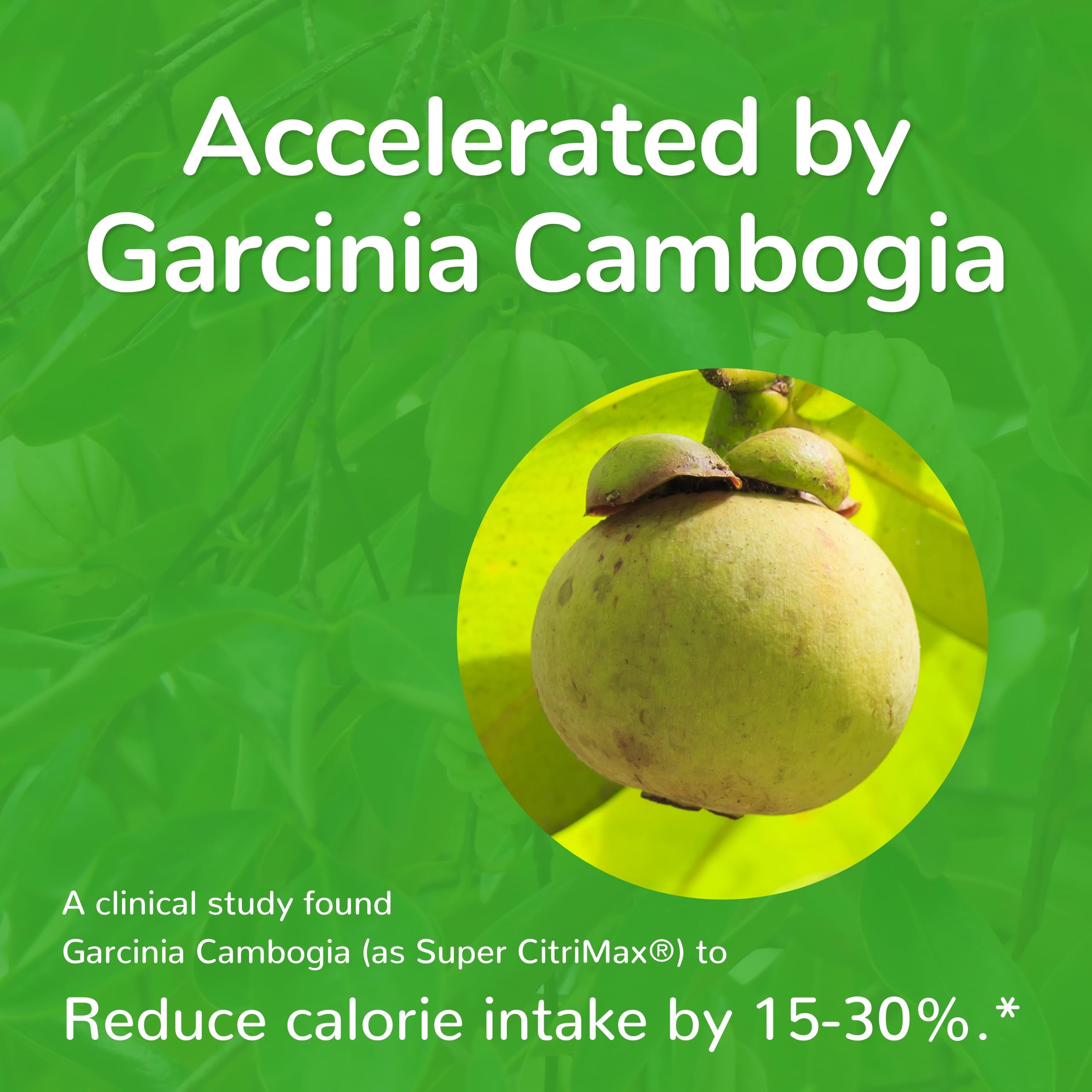 Garcinia Cambogia ingredient featured in MetaboLife Ultra