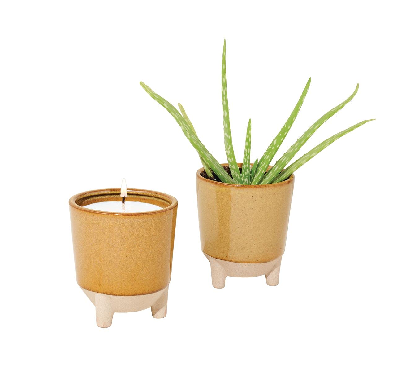 Modern Sprout Glow and Grow aloe seeds pack for easy indoor gardening