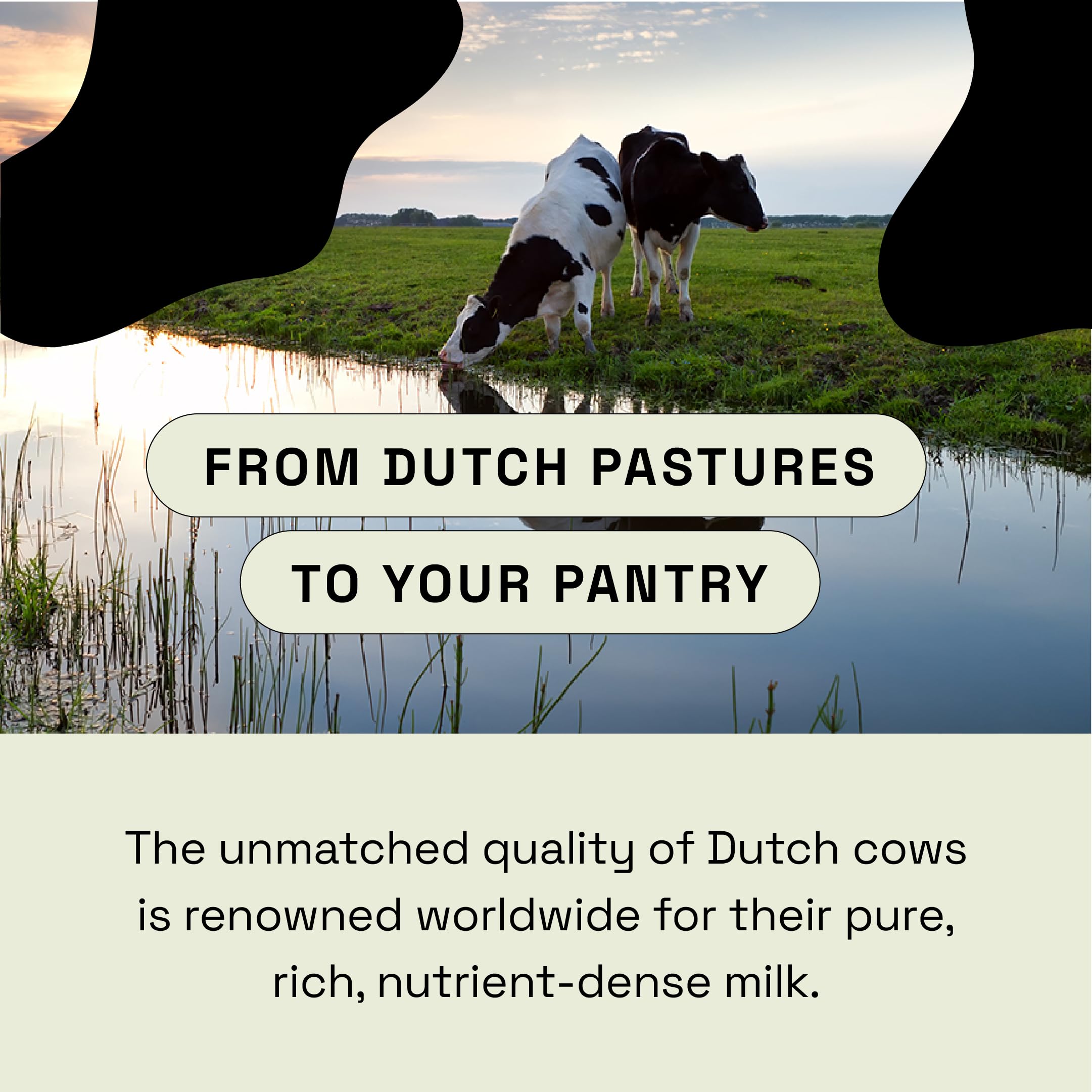 Pasture from Dutch grass-fed cows used for MOOVE colostrum