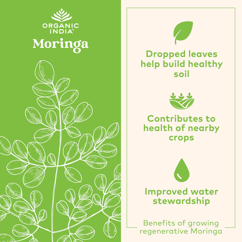 Moringa Oleifera leaf nutrition concept