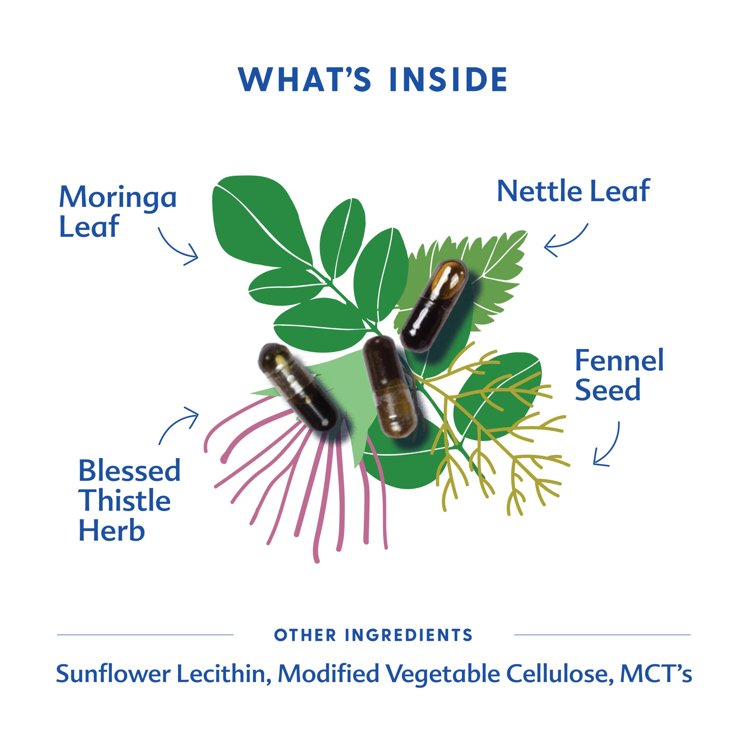 Herb blend: moringa, blessed thistle, nettle, fennel