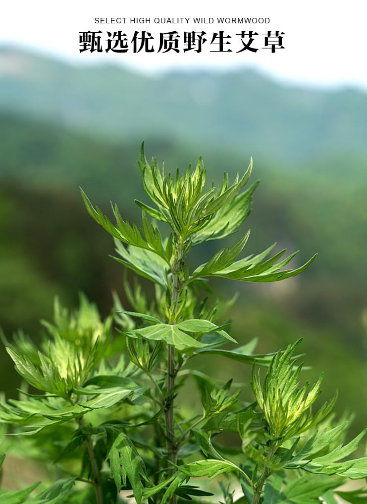 Open box releasing natural mugwort scent
