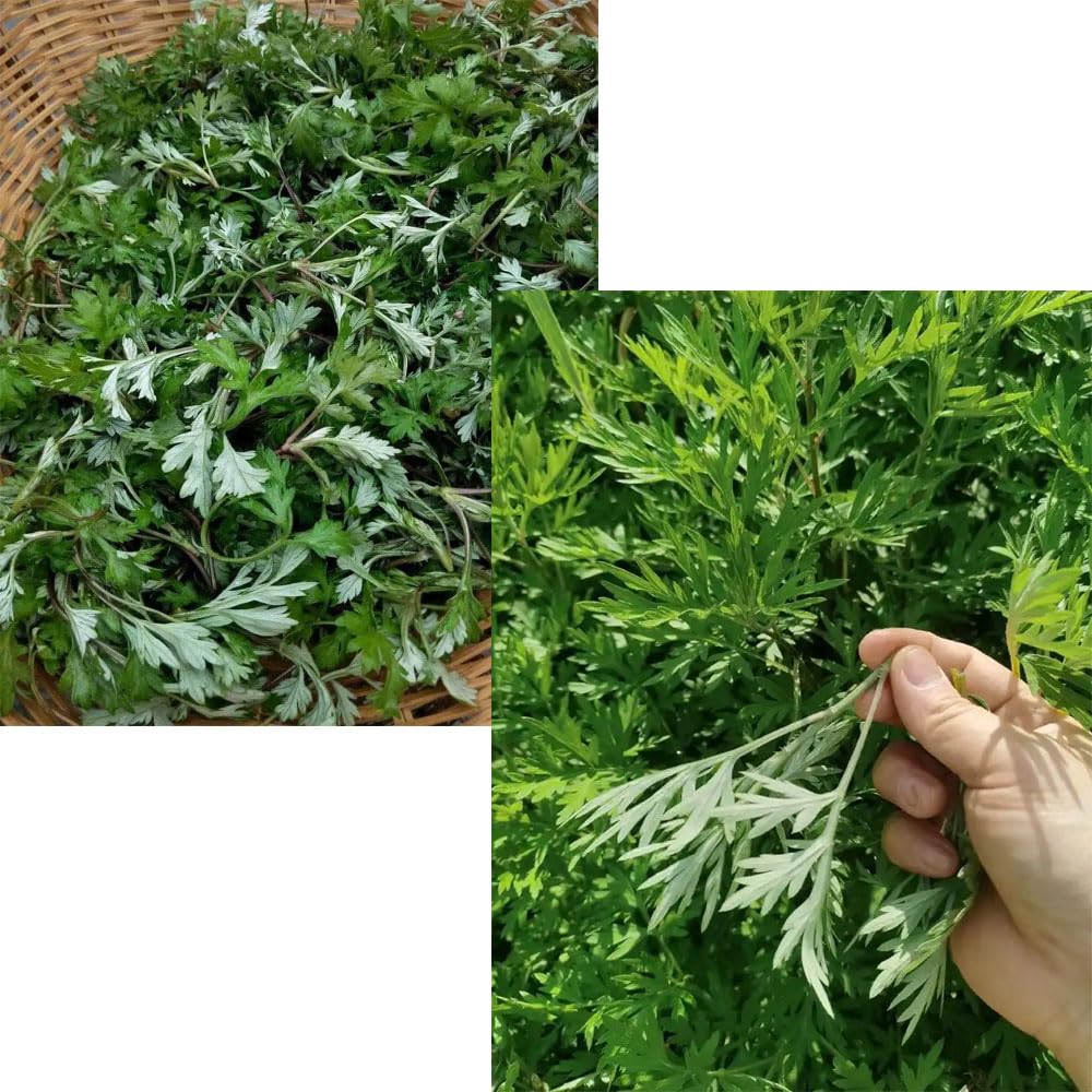 Herbal natural moxa bundle with mild smoke