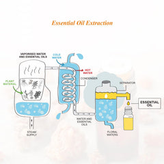 Close-up of undiluted myrrh essential oil