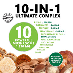 Turkey Tail mushroom featured in the mushroom brain supplement