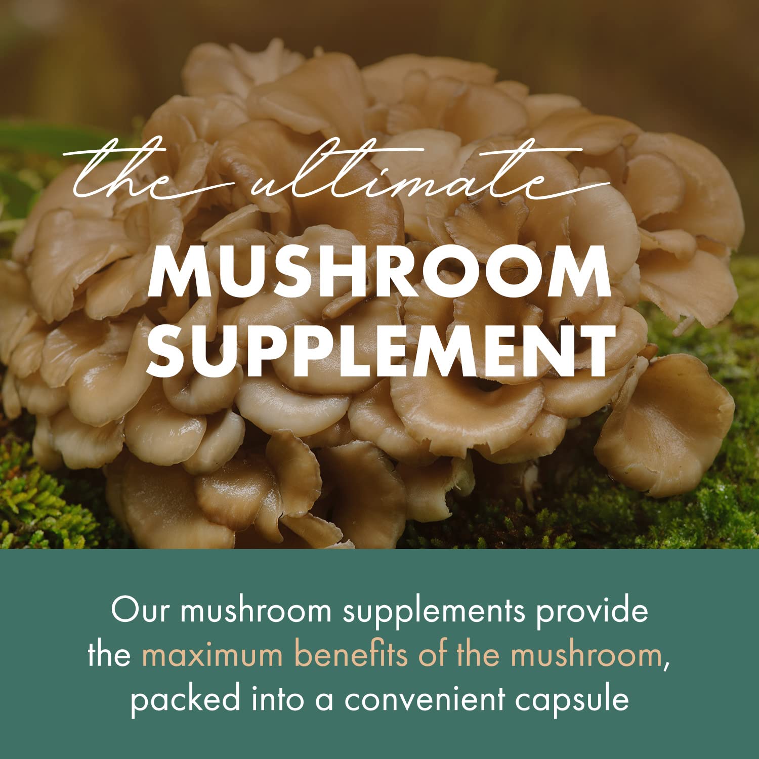 Maitake mushroom extract capsules in glass bottle