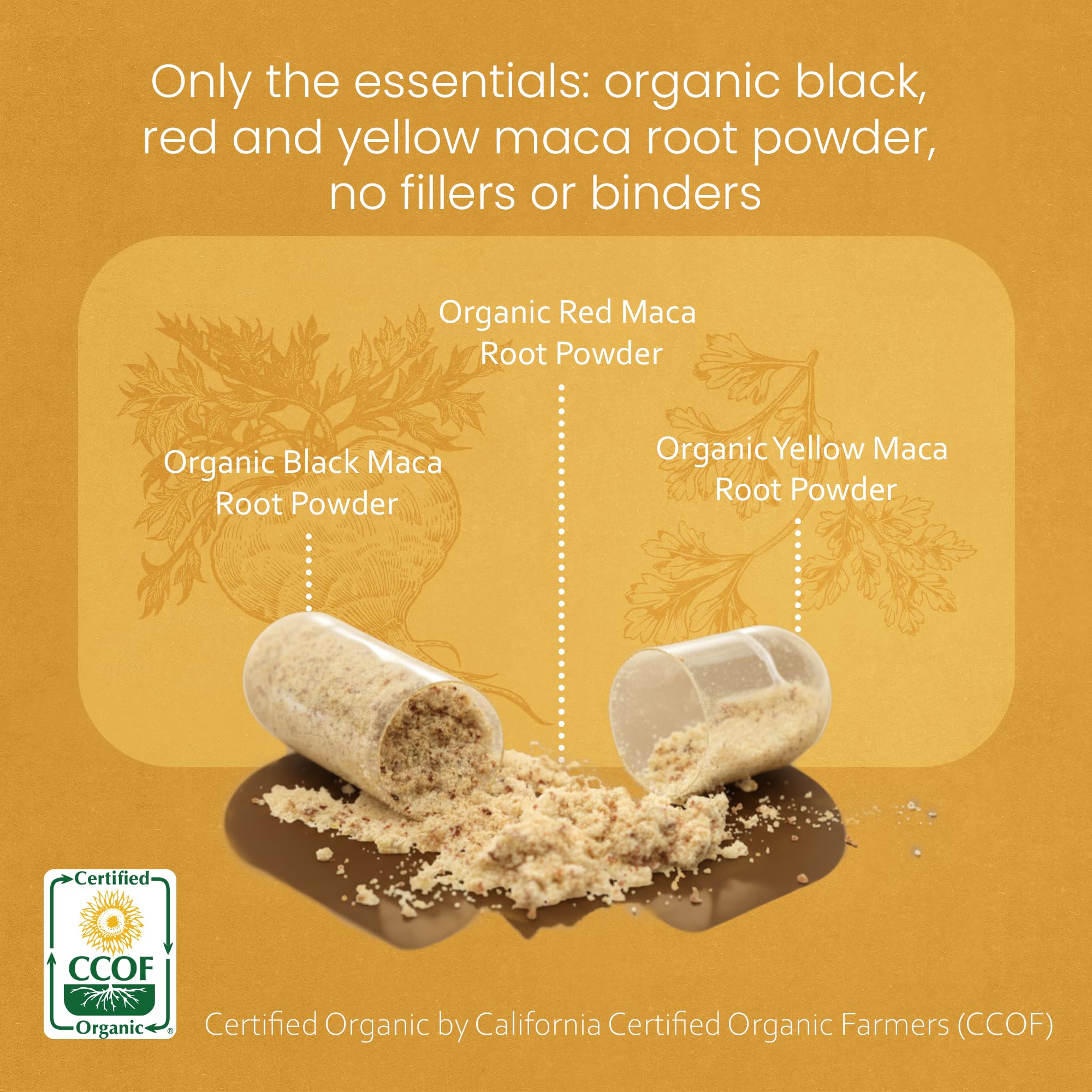 Gelatinized Peruvian Maca capsules in bottle