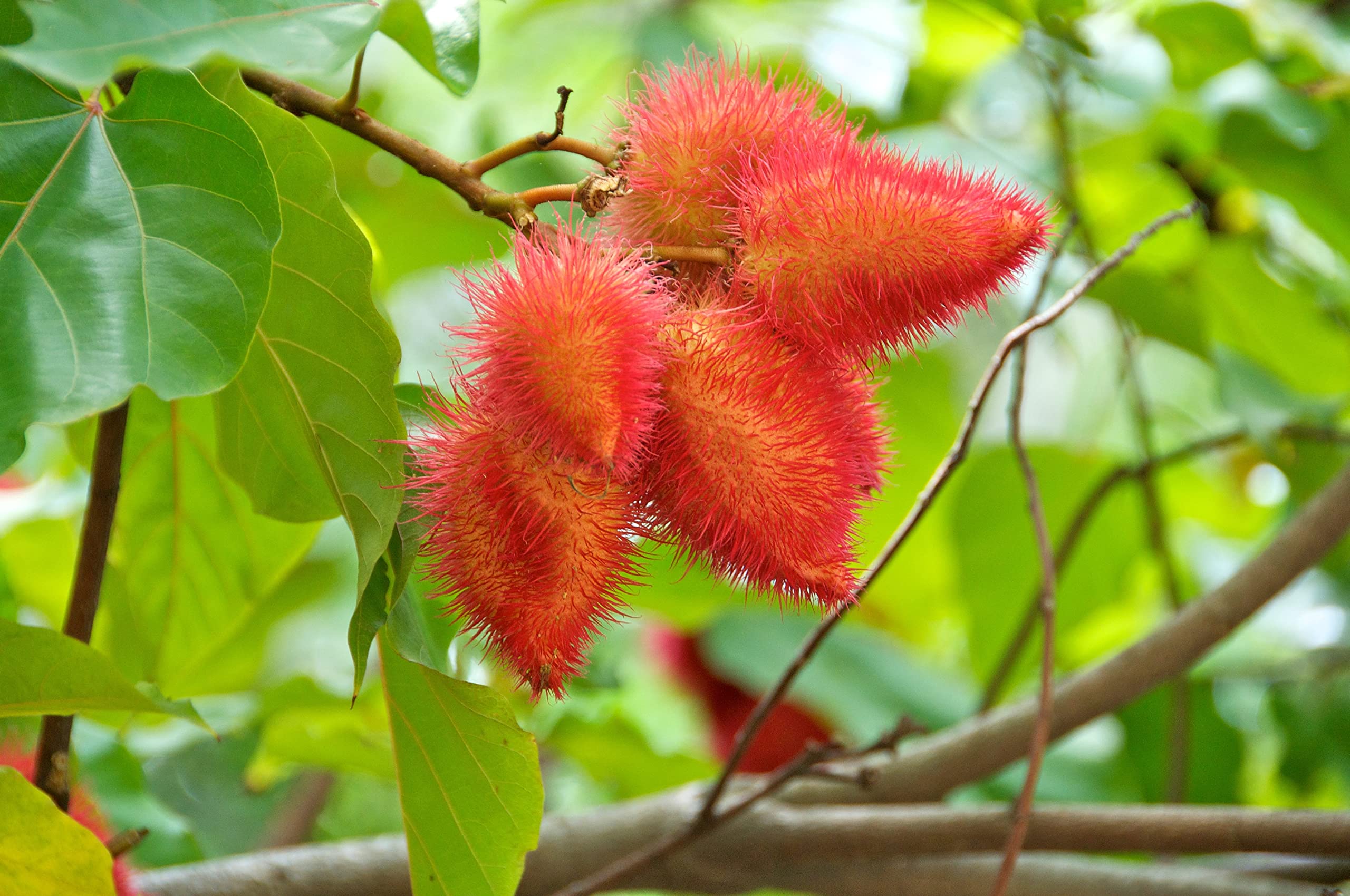 100% natural annatto seeds ground into powder