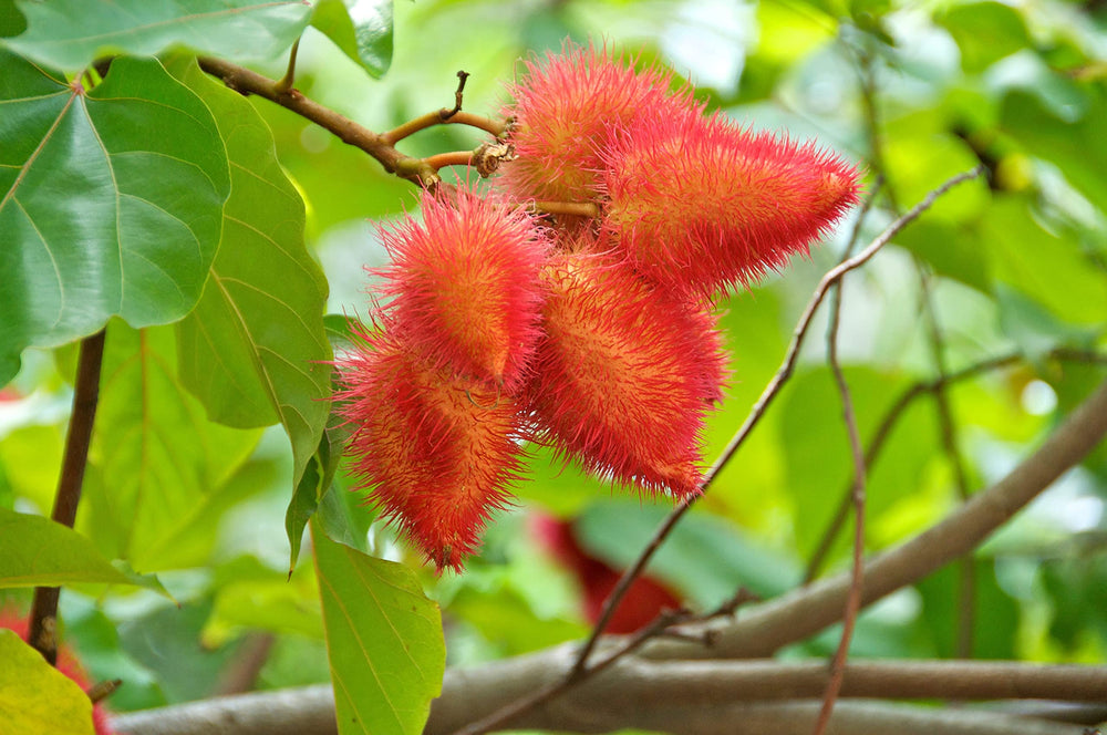 100% natural annatto seeds ground into powder