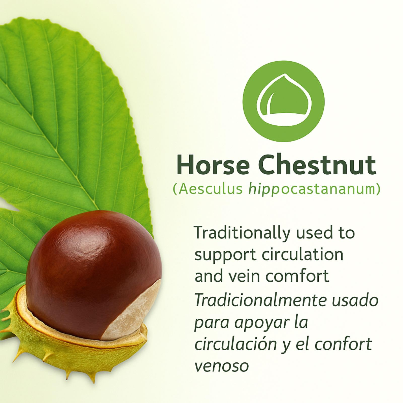 Close-up of natural antioxidant protection from Horse Chestnut plant compounds