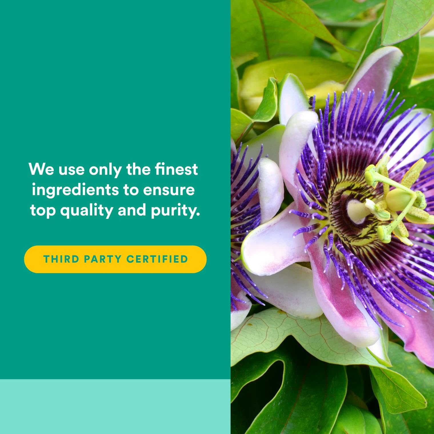 Vegan capsules image for Natural Factors 3 Brains