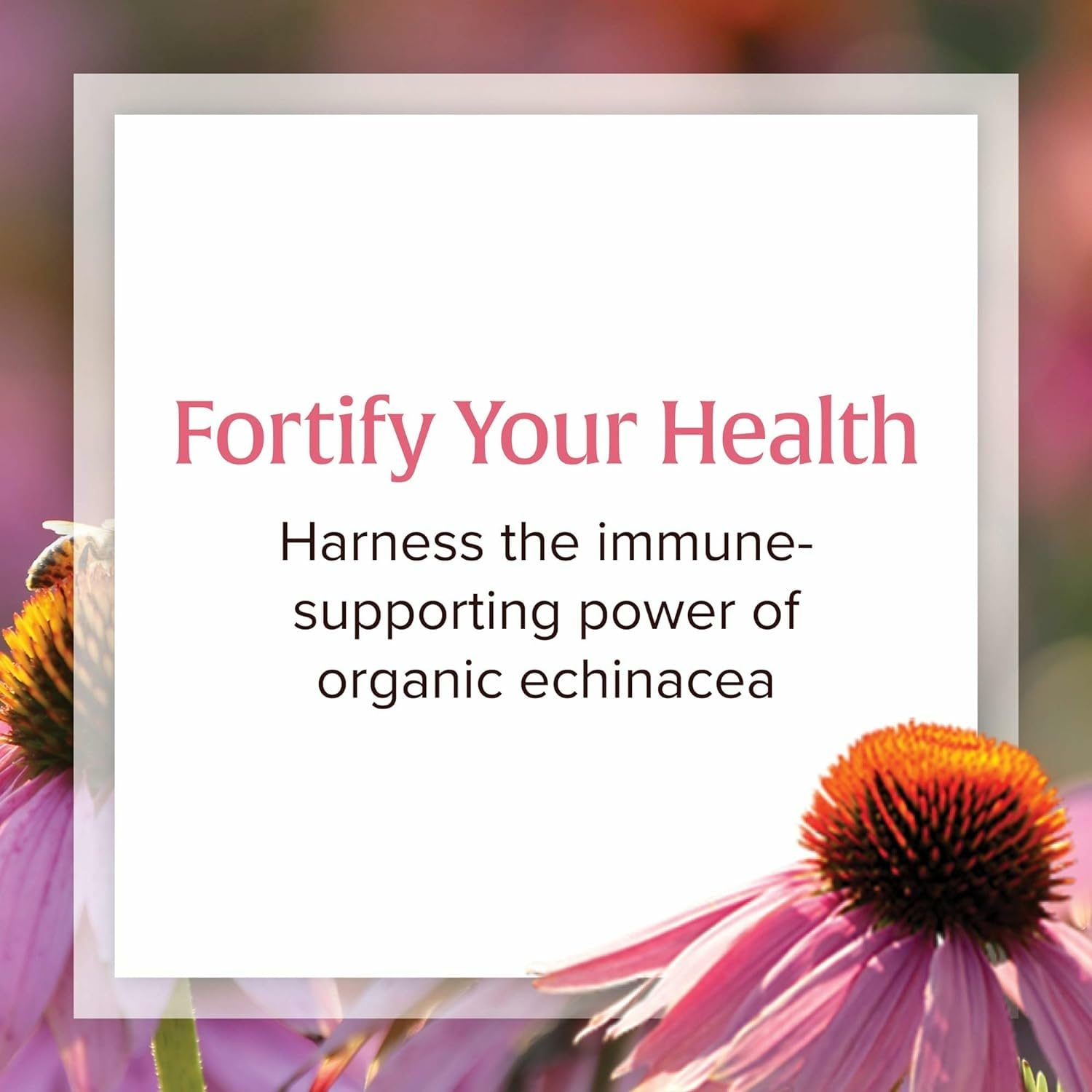 Echinacea grown on Factors Farms for Natural Factors supplement
