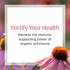 Echinacea grown on Factors Farms for Natural Factors supplement