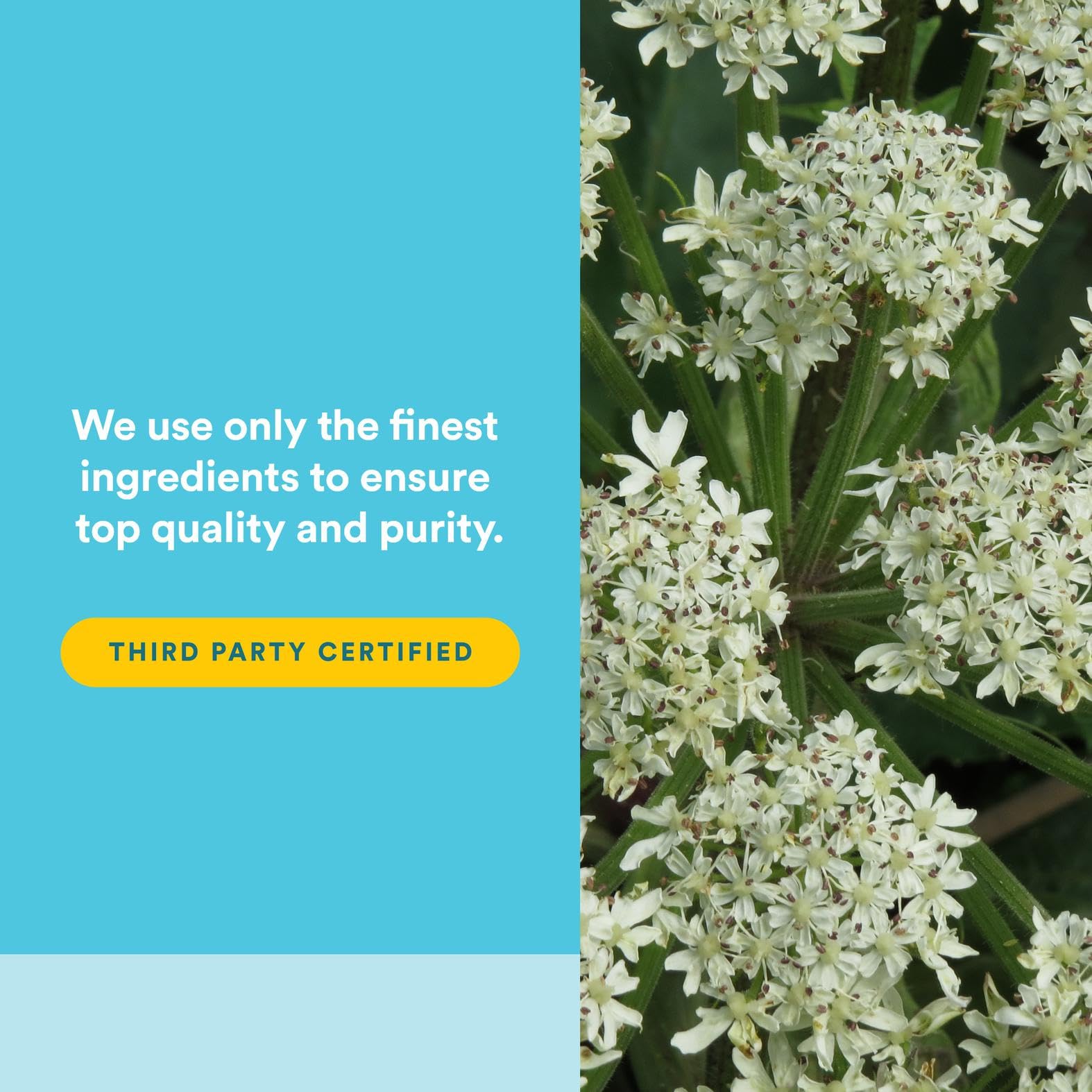 Natural Factors MenoSense packaging on shelf for home use