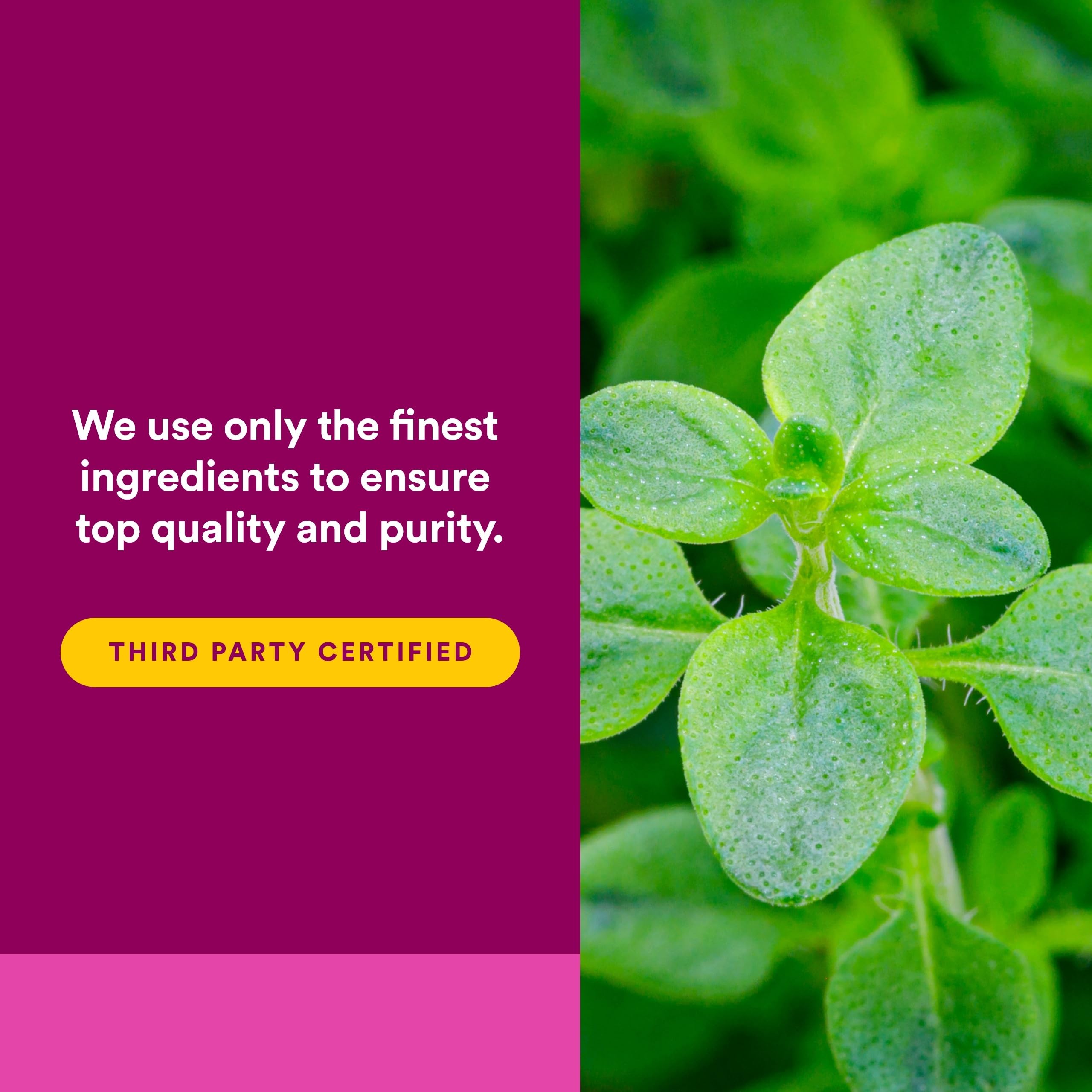 Ingredients list for Natural Factors Oil of Oregano