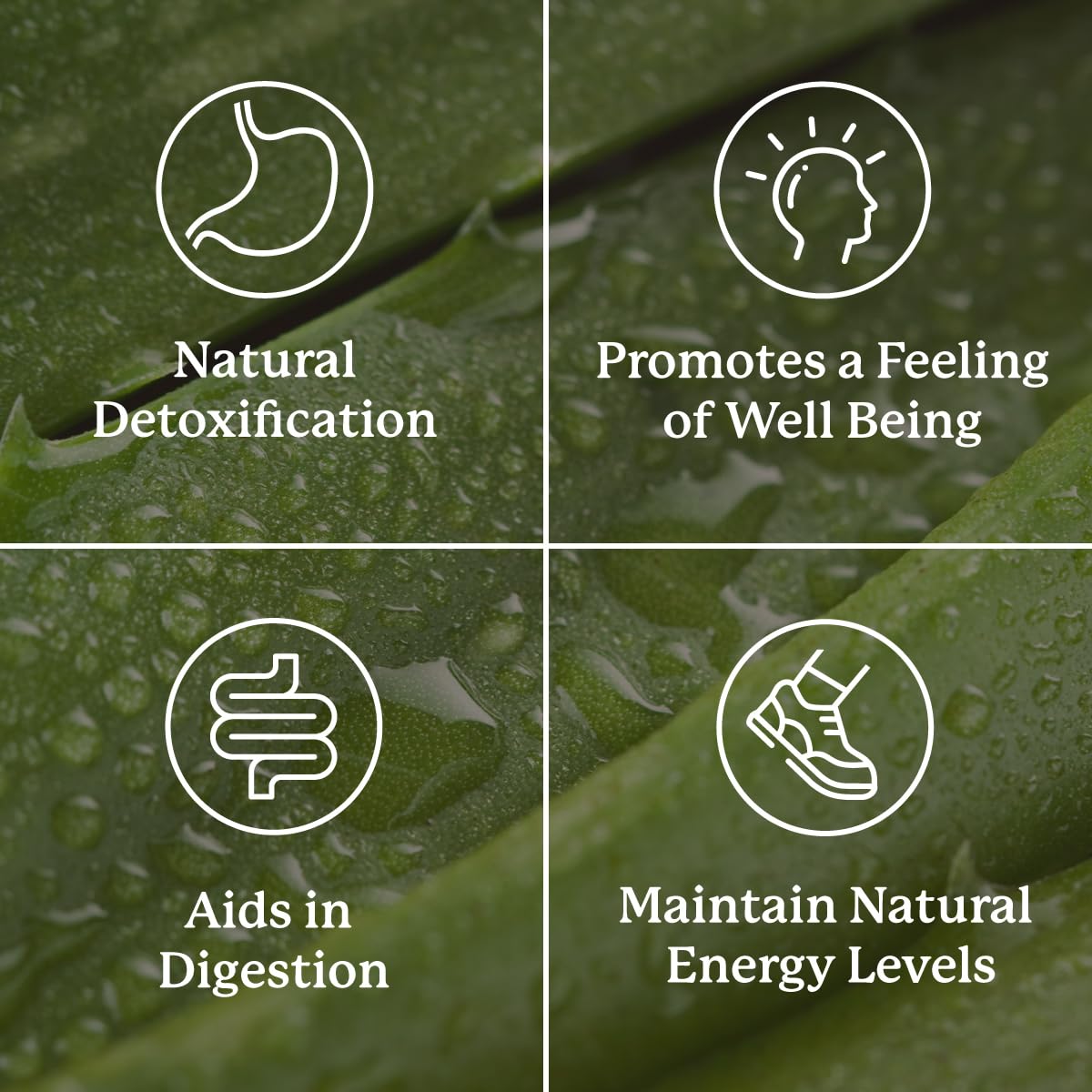 Nature's Sunshine Lower Bowel Stimulator ginger feature image highlighting soothing digestion benefits.