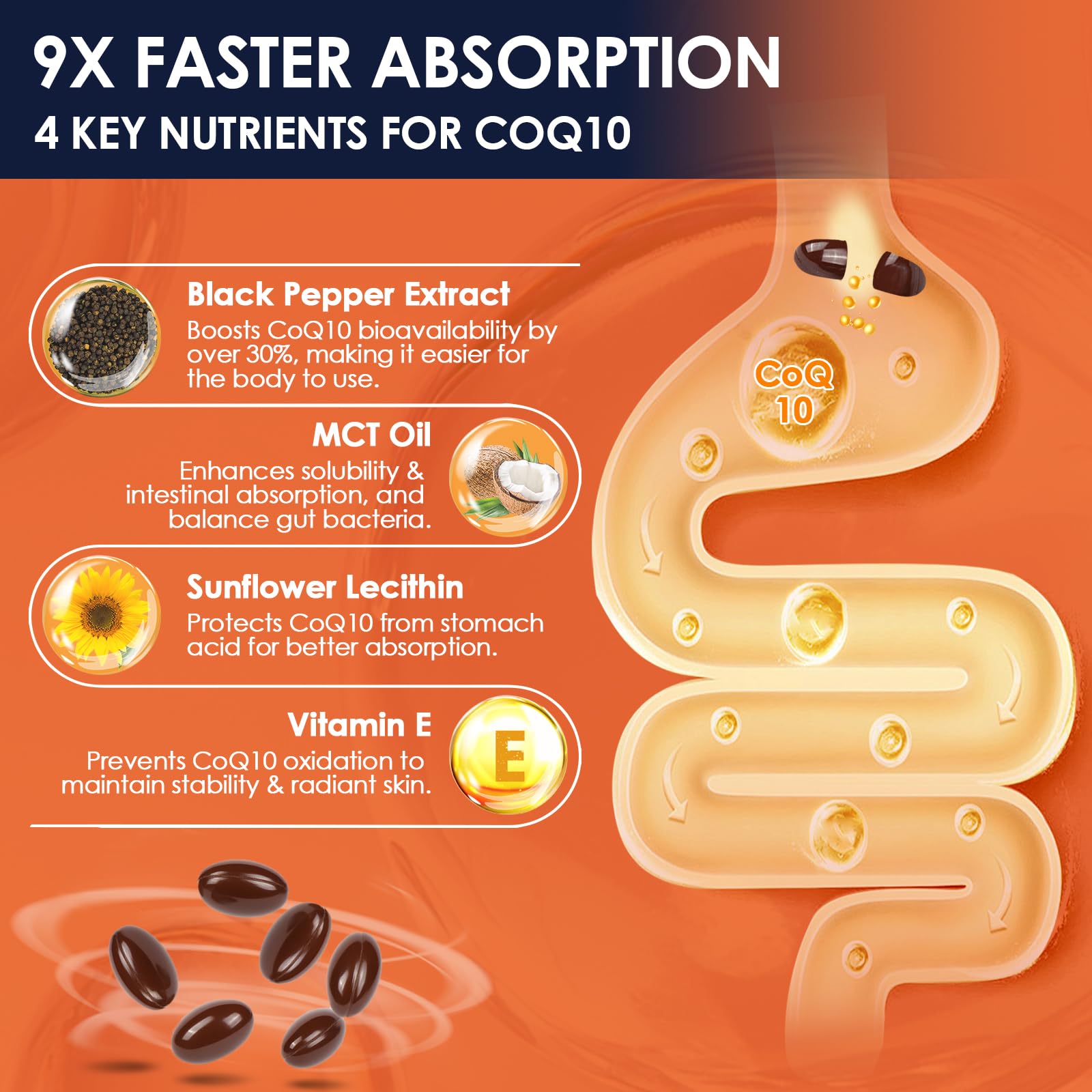 Illustration of CoQ10 supporting heart and brain health