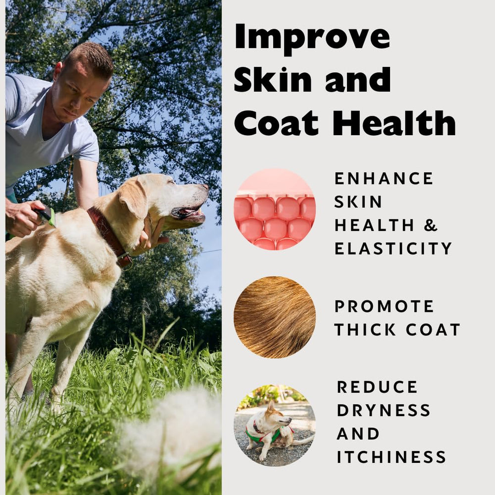 Healthy skin and glossy coat on a dog or cat