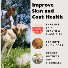 Healthy skin and glossy coat on a dog or cat