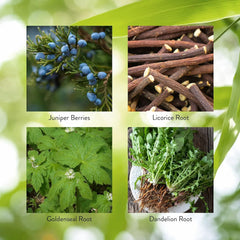 Illustration of ingredients: juniper berries, slippery elm, licorice root