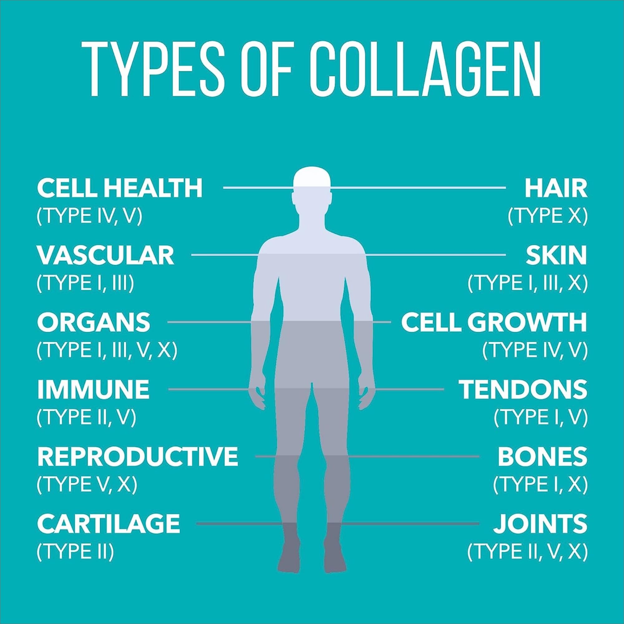 Graphic showing six types of collagen (I, II, III, IV, V & X)