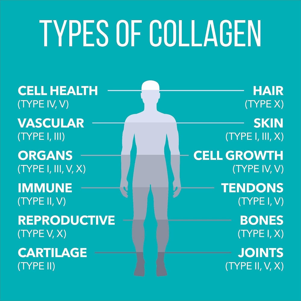 Graphic showing six types of collagen (I, II, III, IV, V & X)