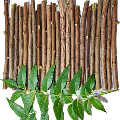 Ayurvedic Neem Datun pack of 10 with 5-7 inch sticks