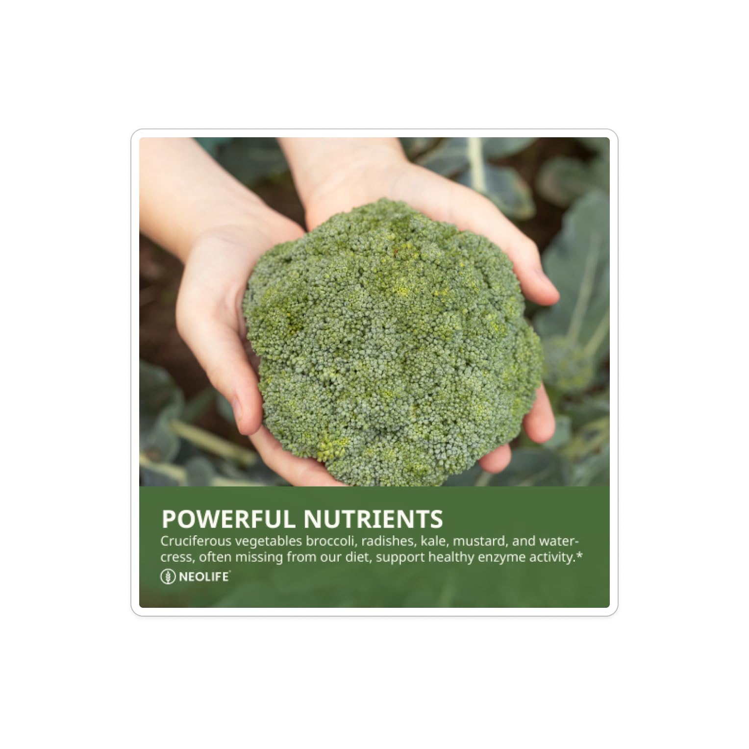 Illustration of ingredients: broccoli, radish, kale, watercress, and orange extract