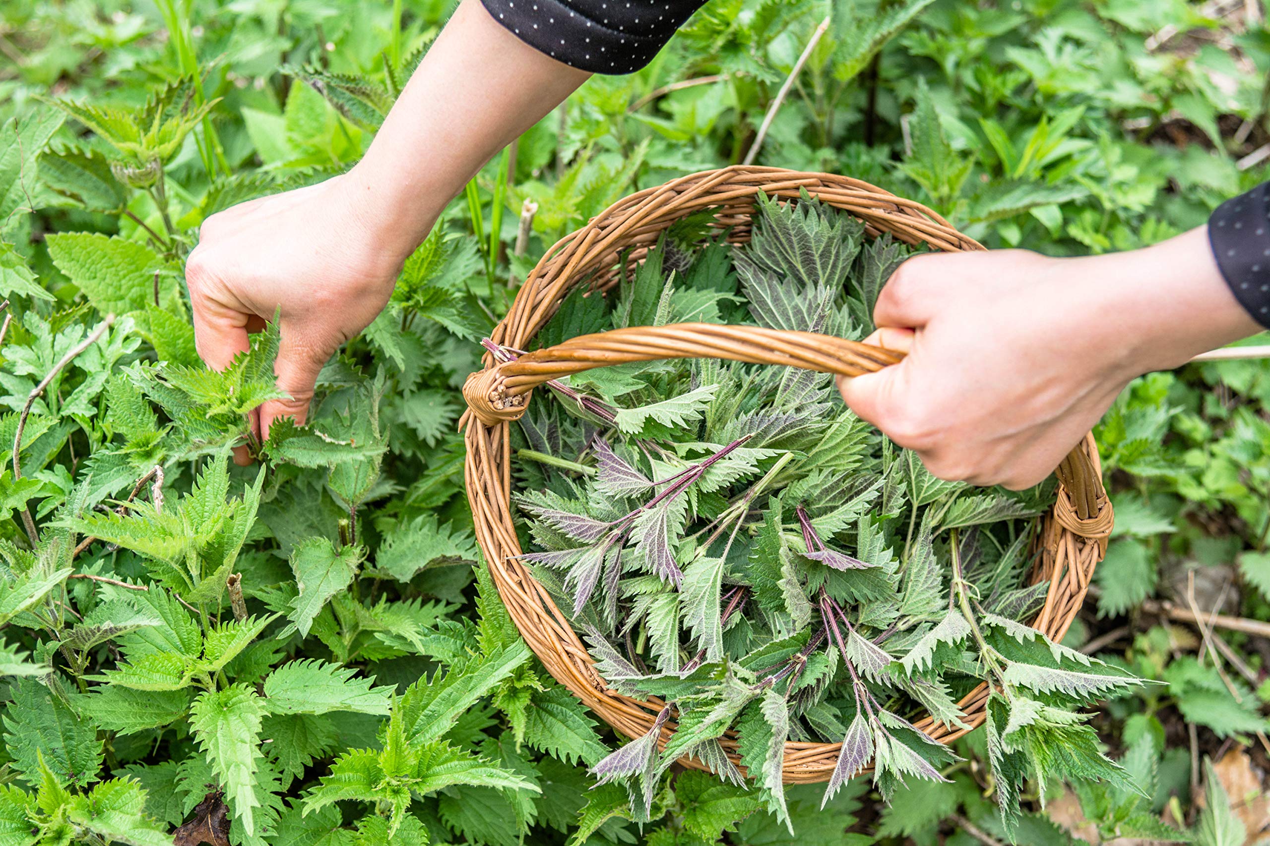 Kosovo wild harvest nettle tea from pristine nature