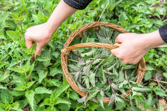 Kosovo wild harvest nettle tea from pristine nature