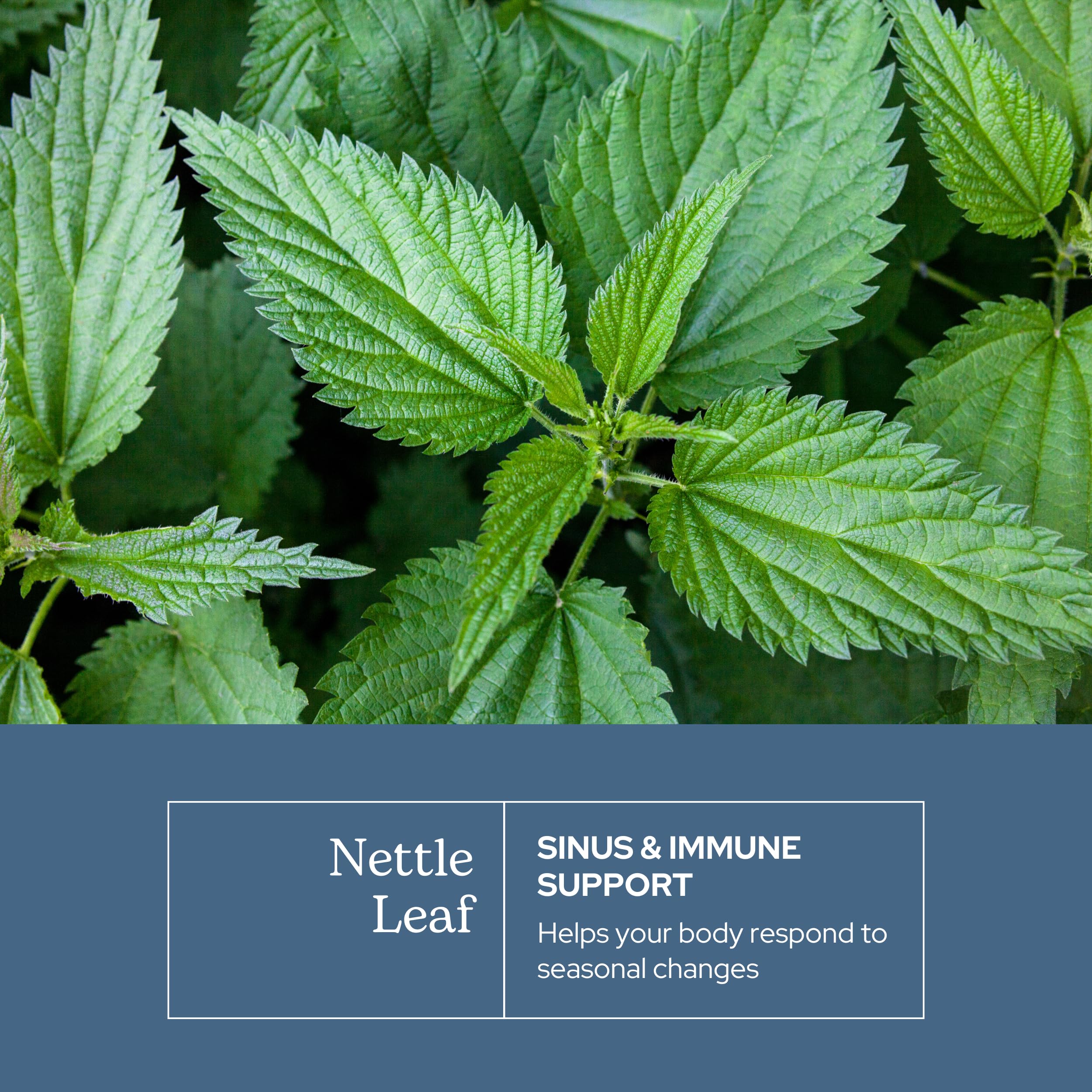Eclectic Institute nettle leaf bottle on white background