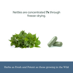 Wild-harvested nettle leaves used for freeze-drying