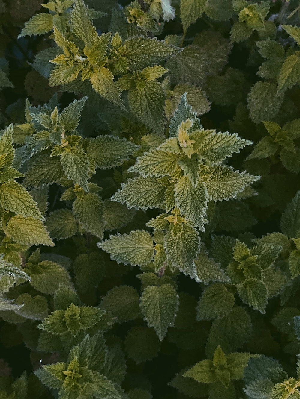 Nettle seeds used as a topping in bread, salads and cereals