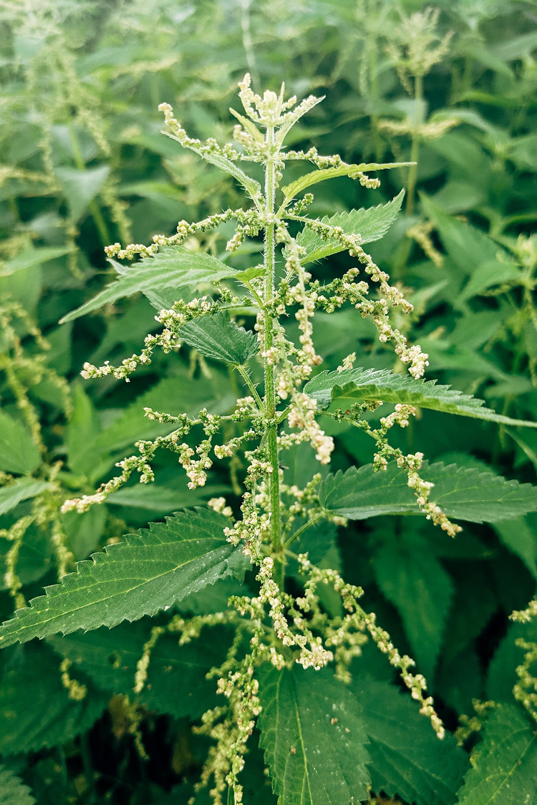 Ingredients: 100% Stinging Nettle Seeds (Urtica dioica)