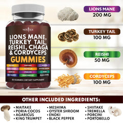Graphic illustrating 20+ mushroom blend ingredients