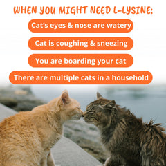 Label showing no artificial flavors or dyes in L-Lysine cat chews
