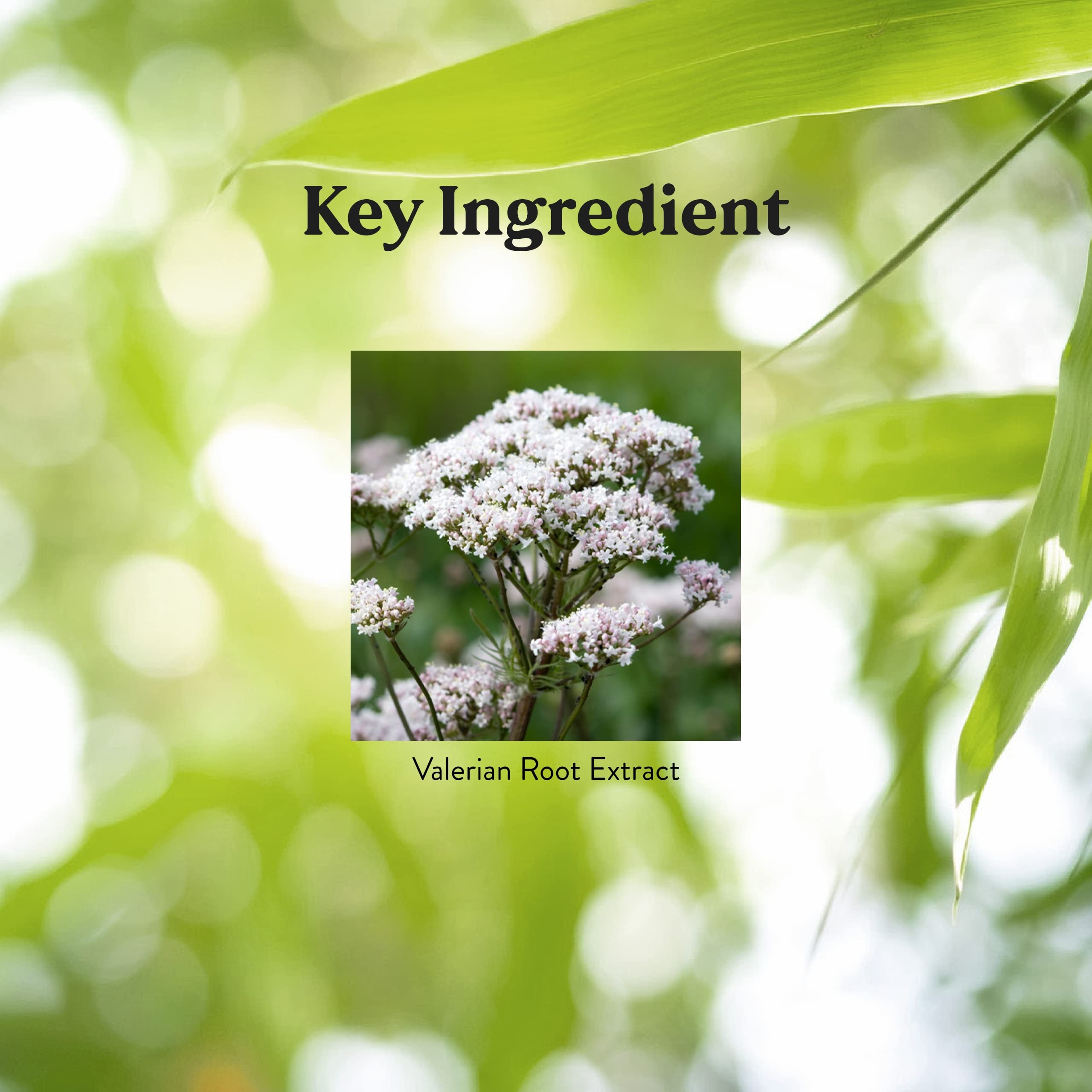 Non-addictive sleep support valerian root supplement