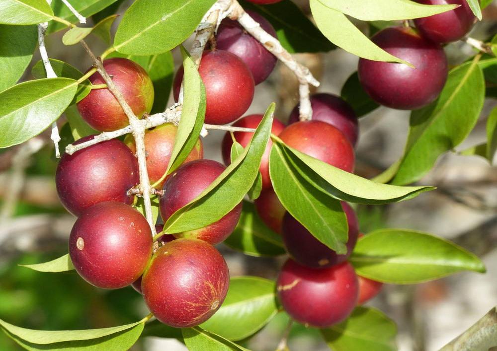 Raw, non-irradiated, vegan Camu Camu powder