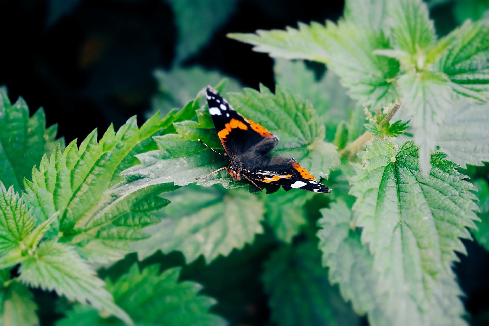 Non-GMO and gluten-free vegan nettle seeds icon