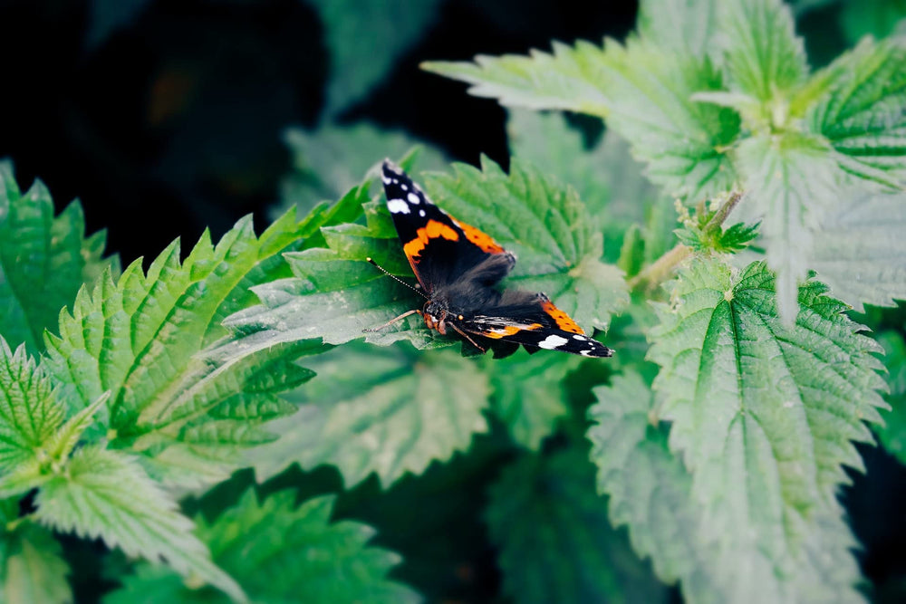 Non-GMO and gluten-free vegan nettle seeds icon