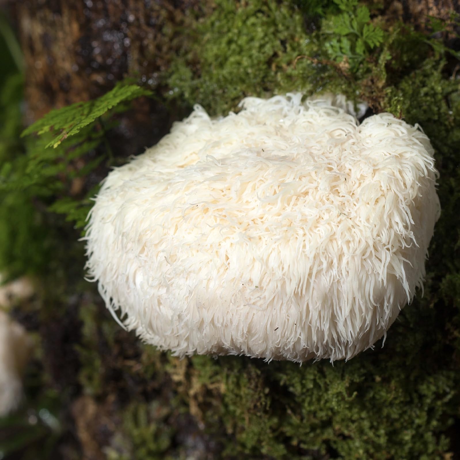 Lion's Mane tincture being added to a beverage