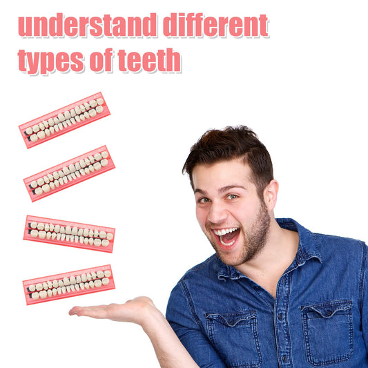 Four sets of faux teeth arranged, 28 pieces each