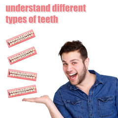 Four sets of faux teeth arranged, 28 pieces each