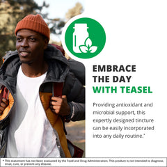 Teasel root tincture bottle displayed