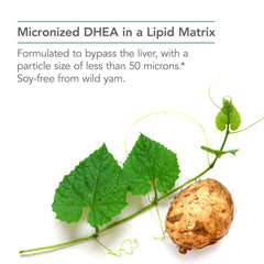 Soy-free DHEA supplement derived from wild yam
