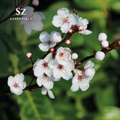 New Zealand Manuka plant flowers