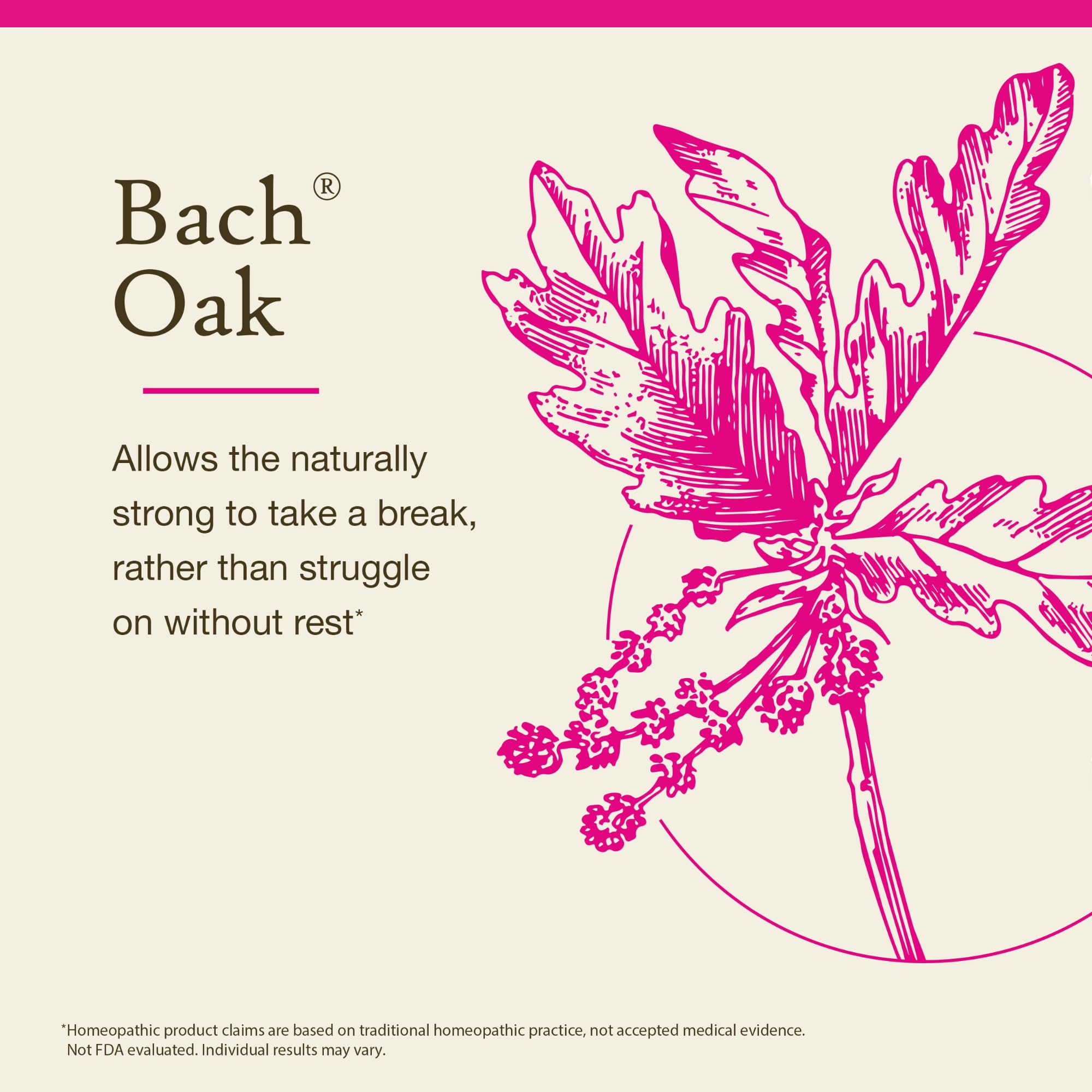 Oak Quercus Robur Bach flower remedy for emotional balance